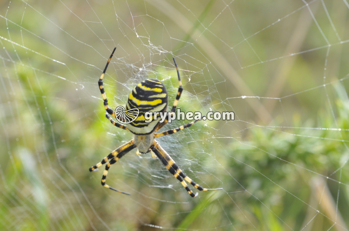 Epeire fasciée (Argiope bruennichi) - gryphea.org